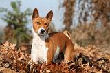 BASENJI 054